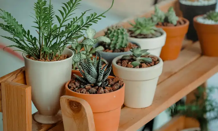 Tanaman hias indoor, Sumber: pexels.com